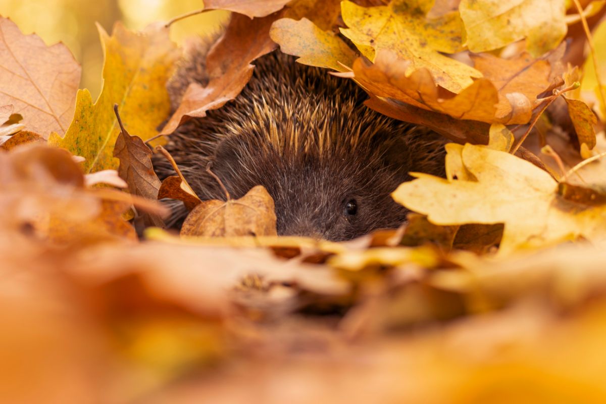 A small creature hiding in fall leaves