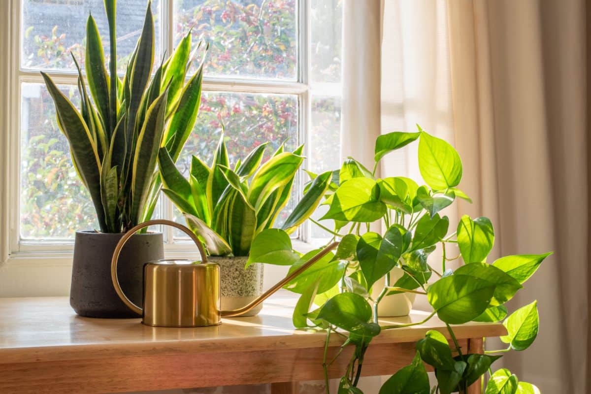 Houseplants on a windowsill