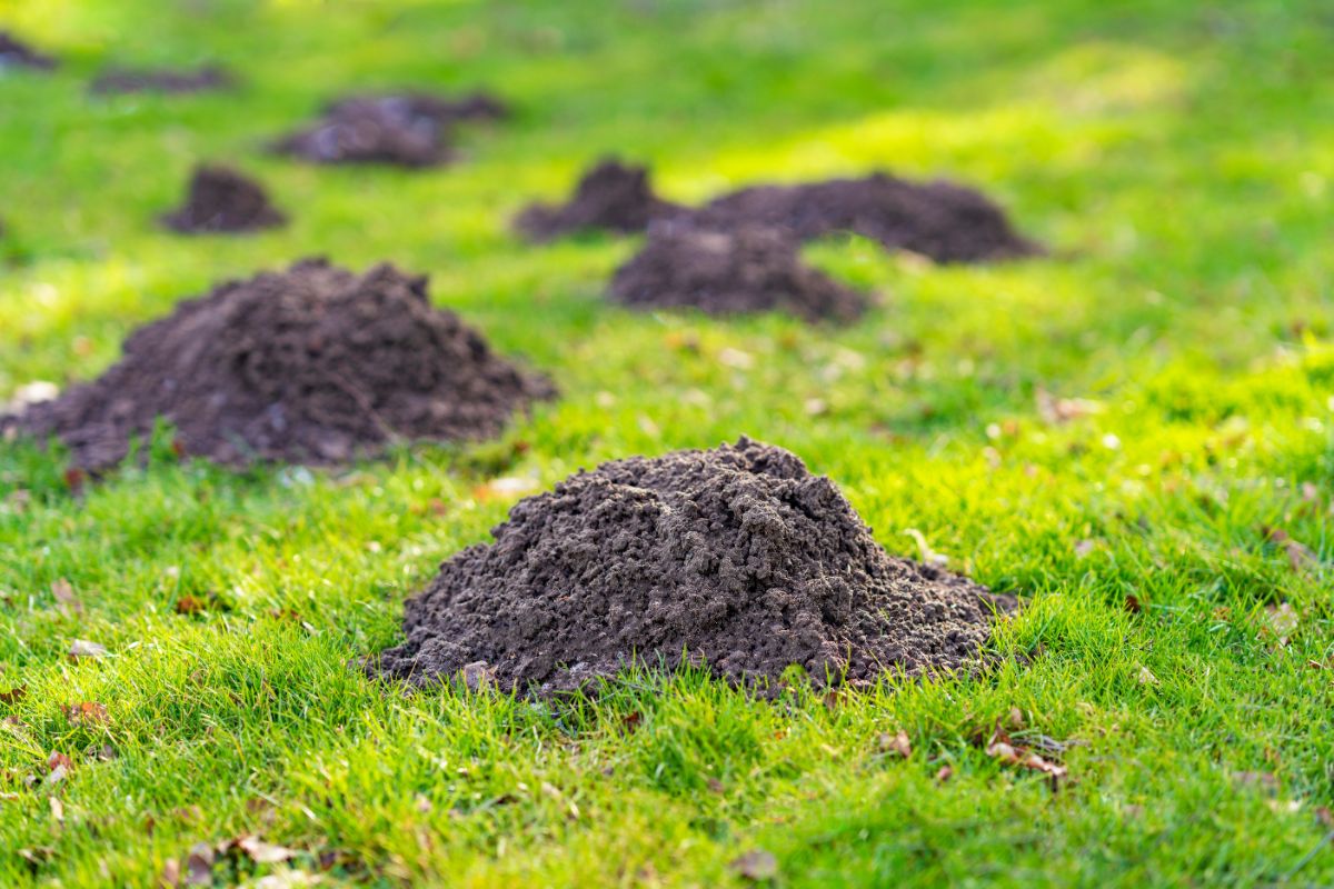 Mounds left in a lawn by moles