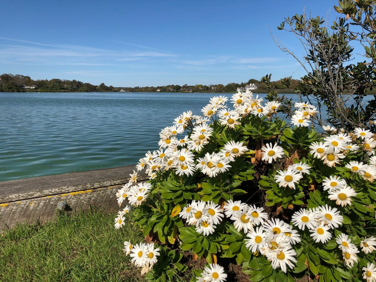 A Montauk daisy next to the ocean