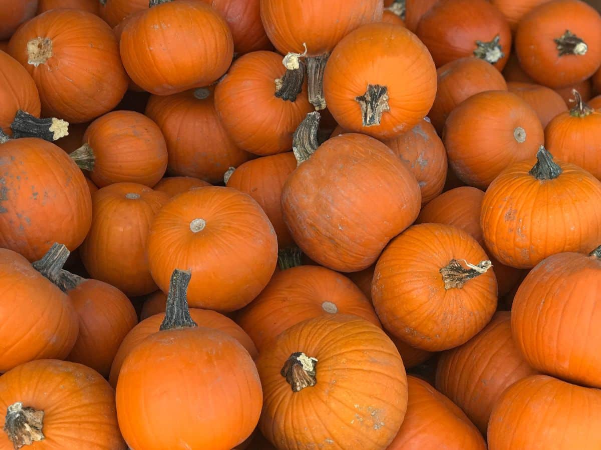 Dirty pumpkins in a bin