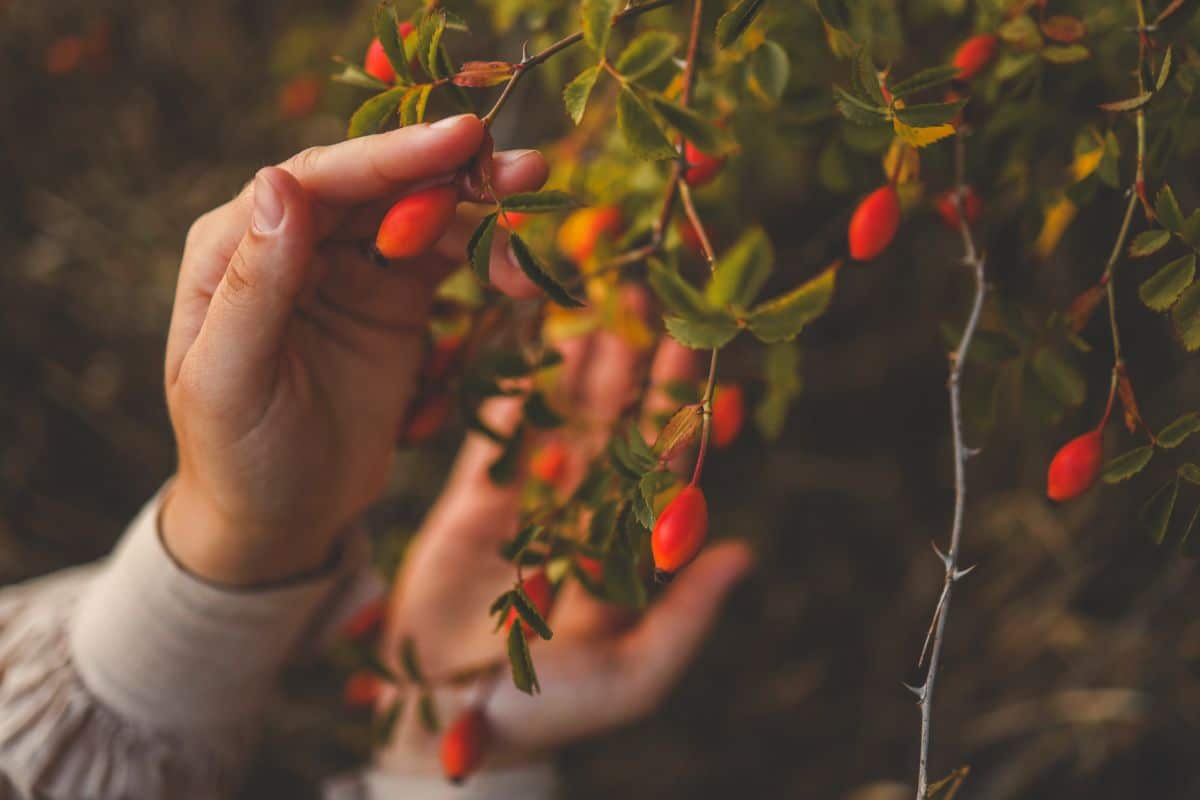 A woman picking rose hips