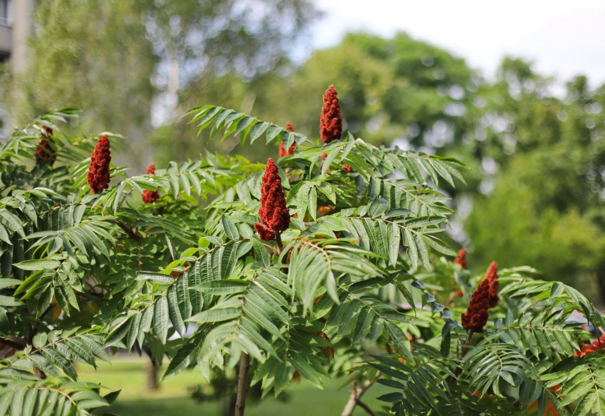 Sumac trees with red berries