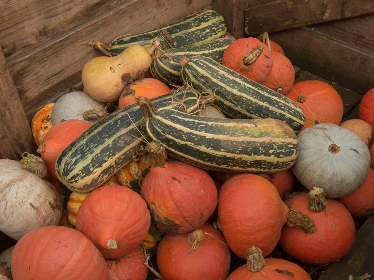 Winter squash stored in a root cellar