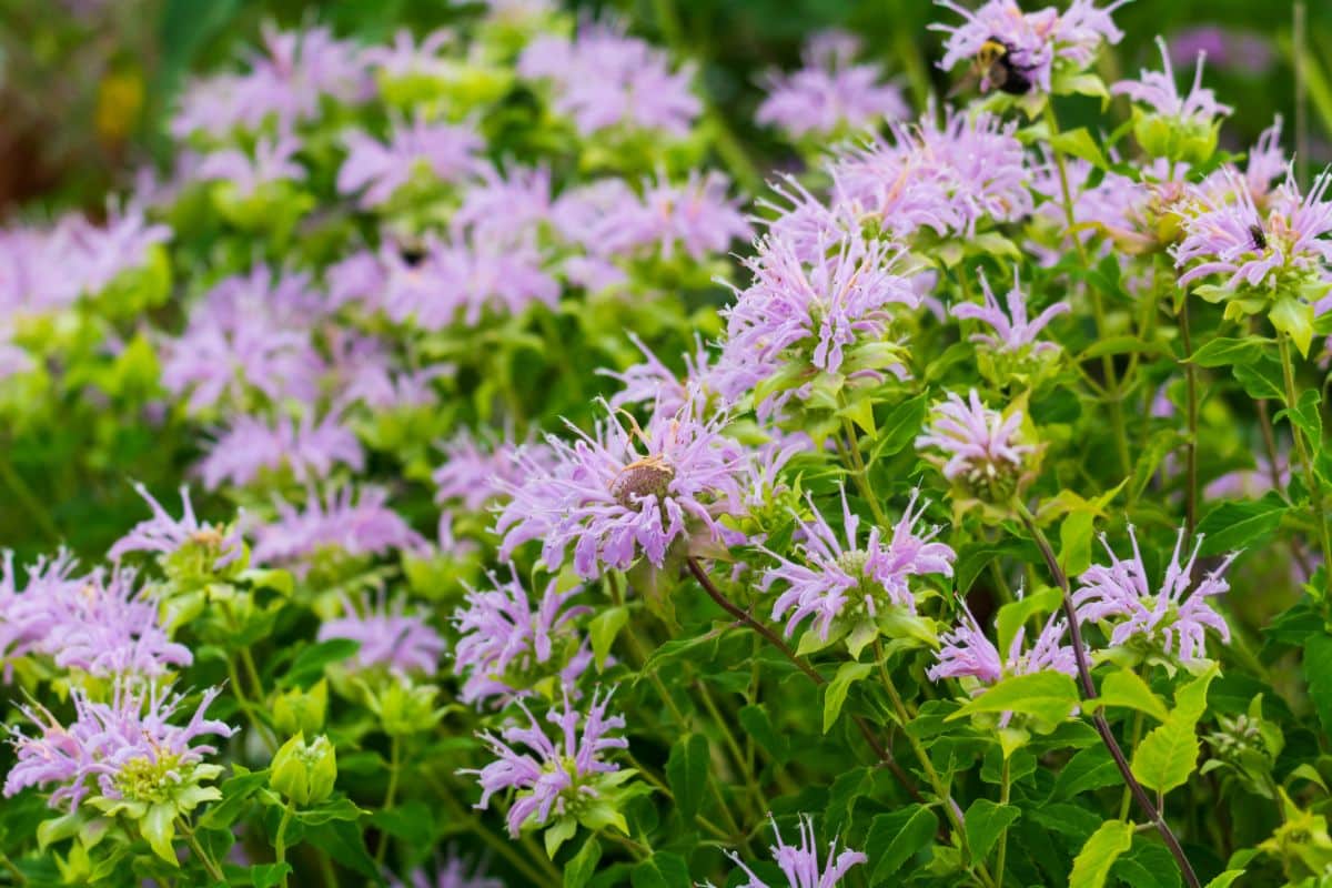 Purple bee balm flowering