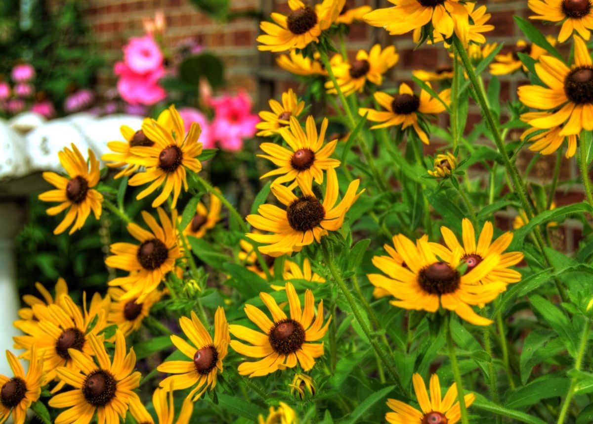 Black eyed Susan flowers with large brown seed centers