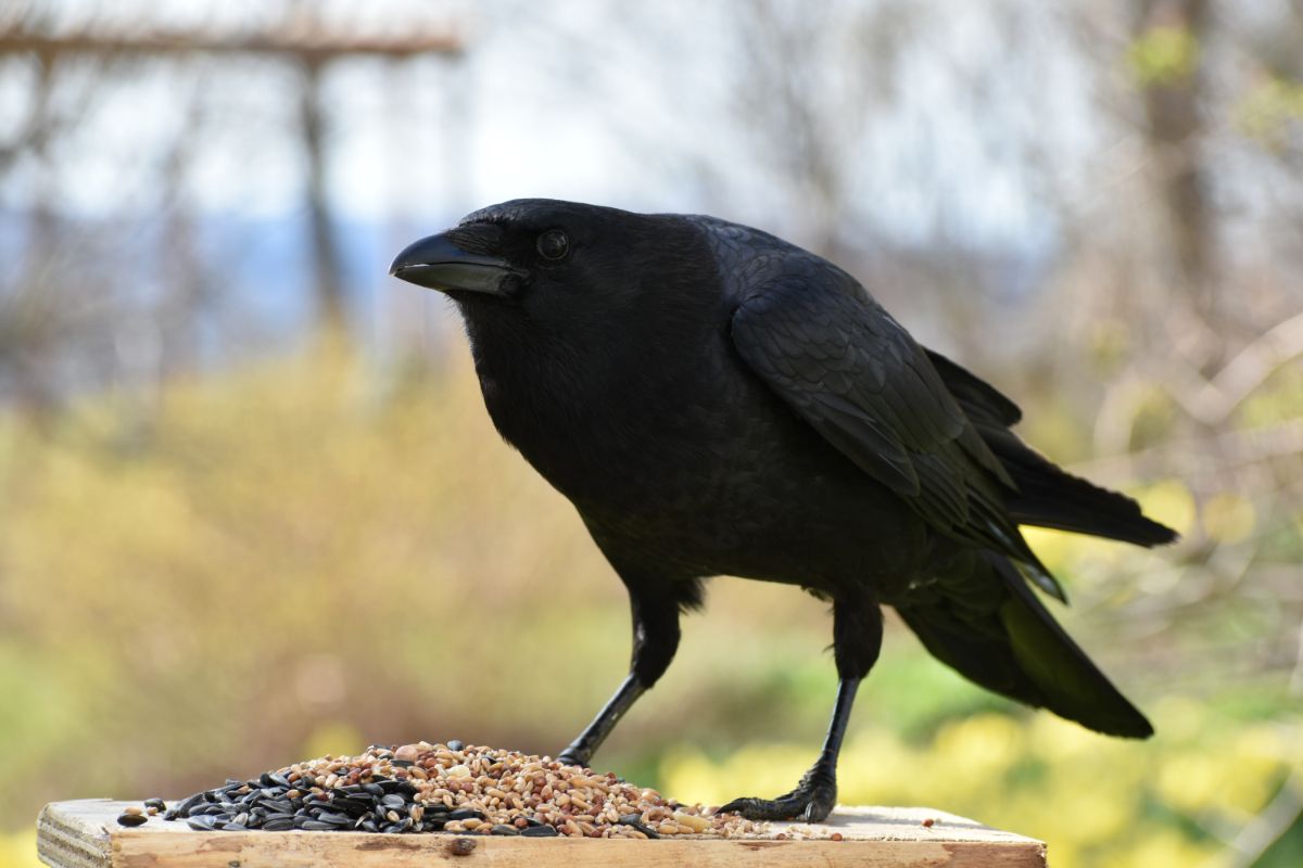 A crow on a platform feeder