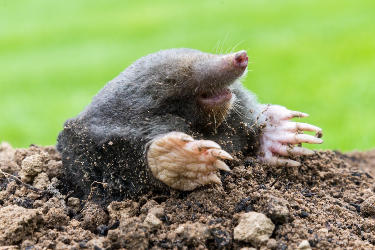 A mole poking up out of its tunnel