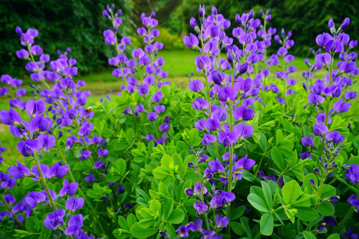 Purple false indigo plant