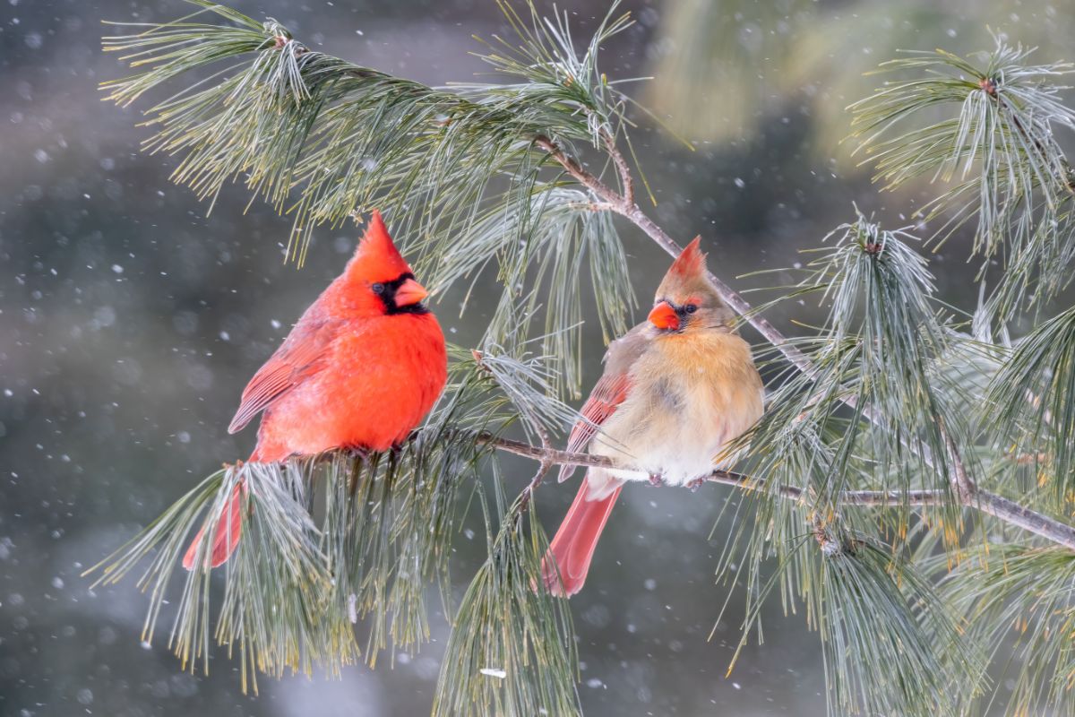 A pair of cardinals in a tree