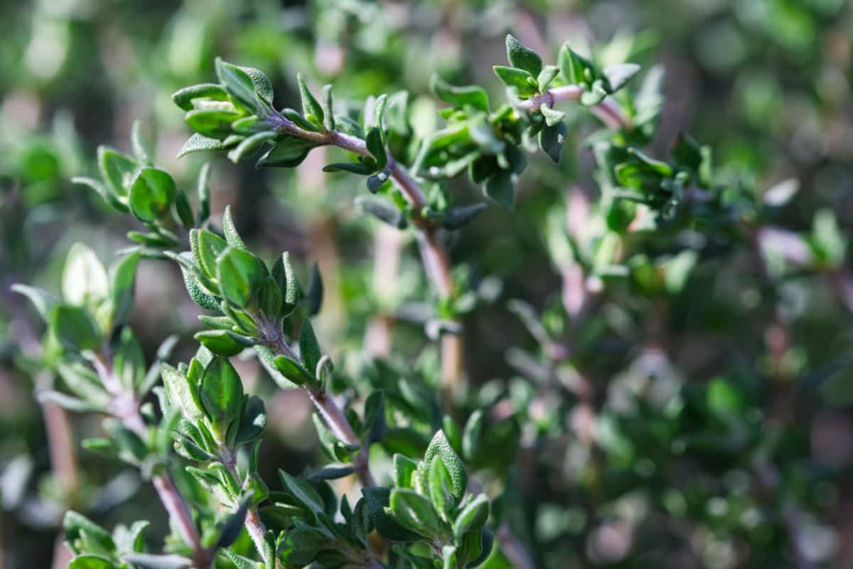 French thyme in an herb garden