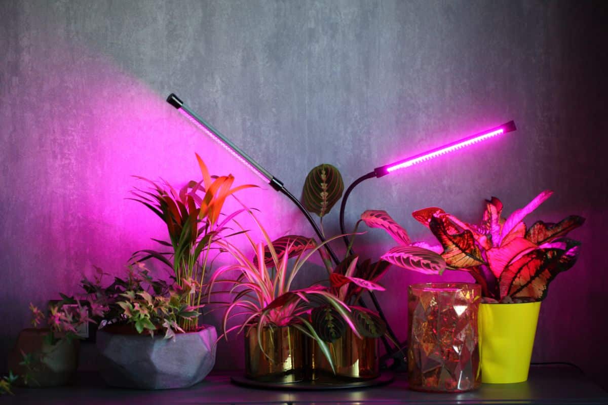 A grow light for houseplants