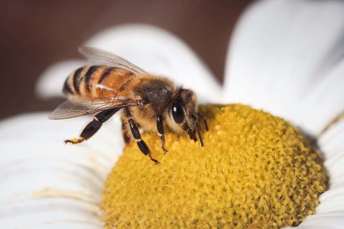 A honeybee on a Montauk daisy flower