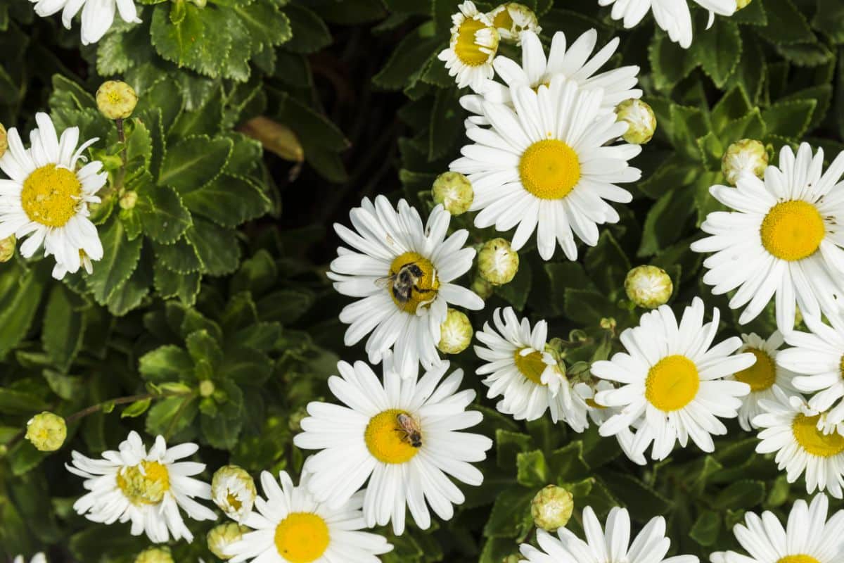 Montauk daisies in bloom in October