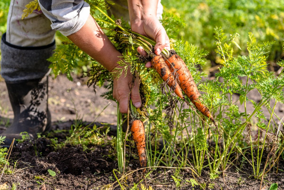 Pulling carrots late in the season