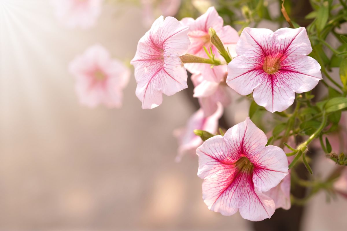 White and pink wave petunias