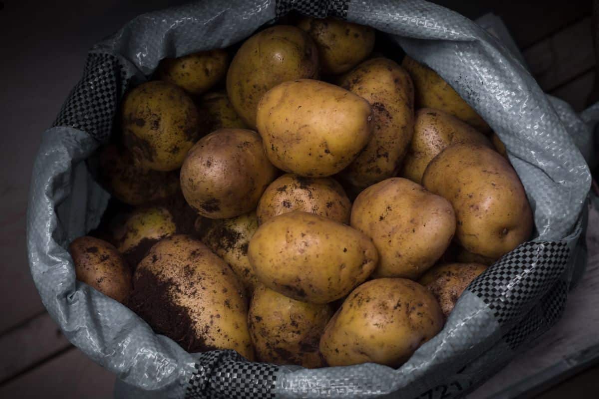 Potatoes in a root cellar
