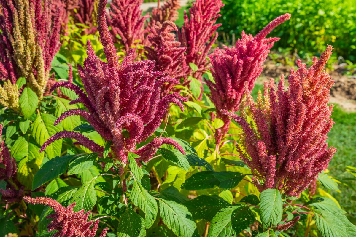 Indian red amaranth