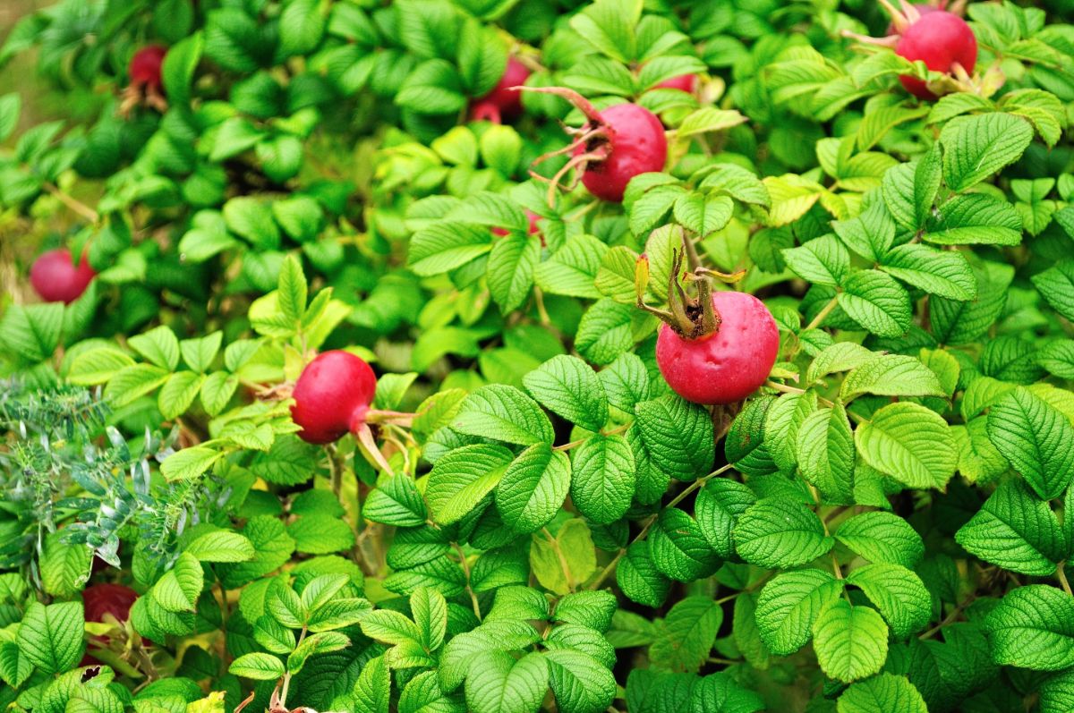 Rugosa roses with big red hips.