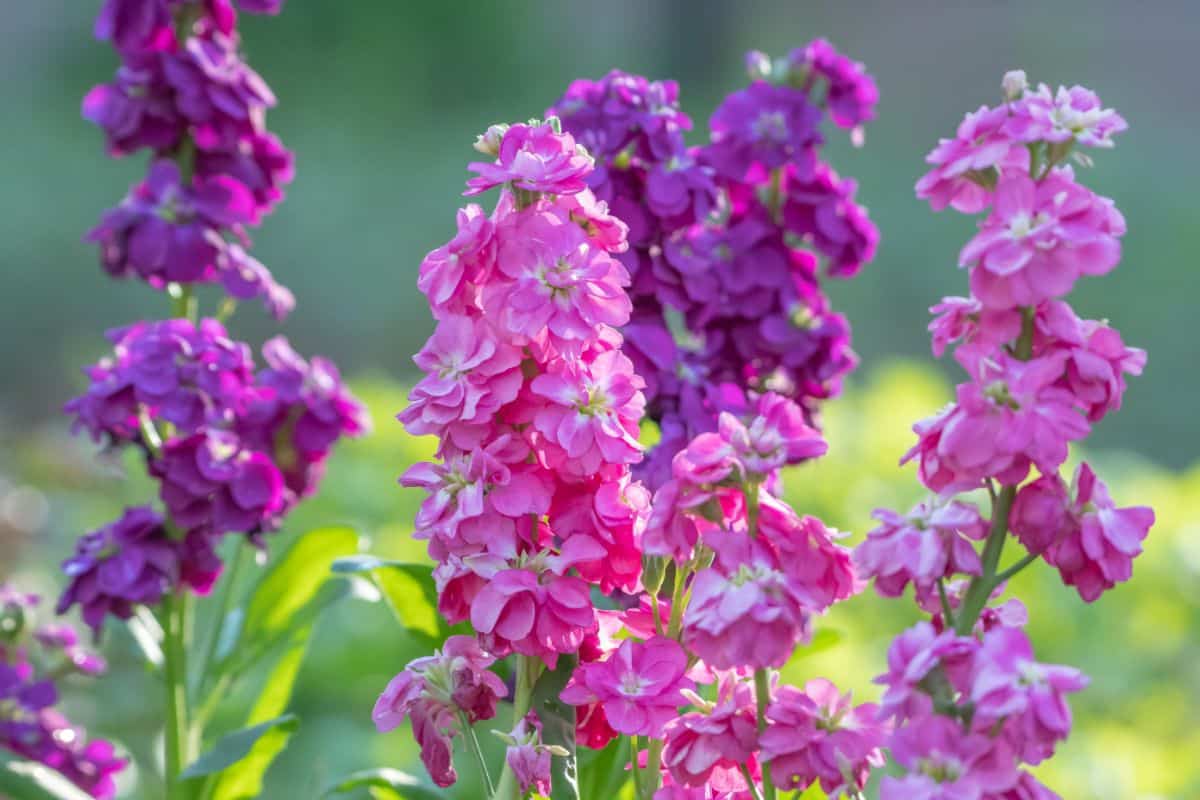 Pink and purple stock flowers