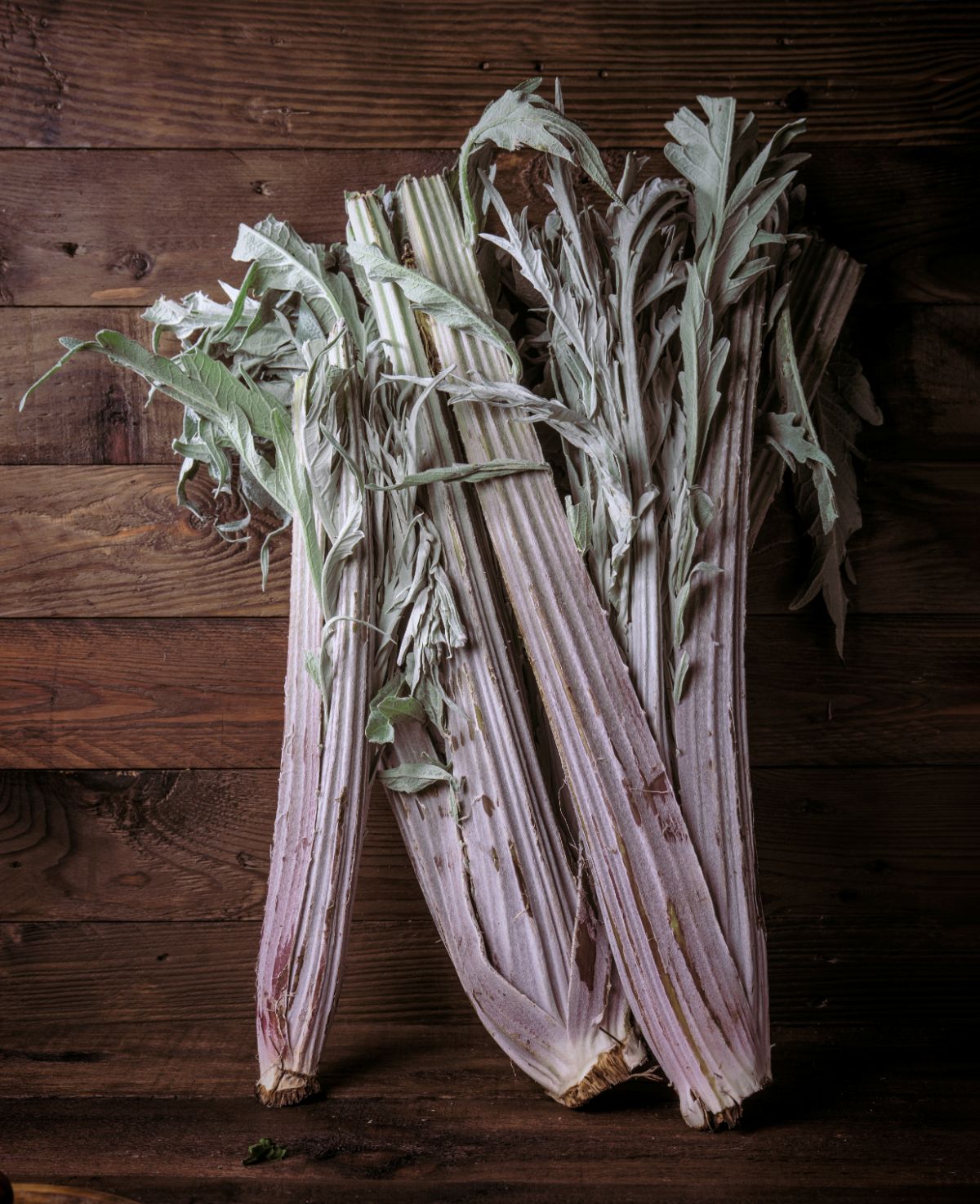 Blanched cardoons after harvesting