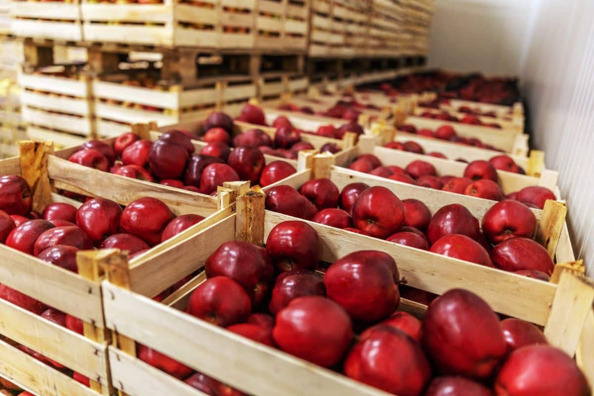 Apples in crates for cold storage