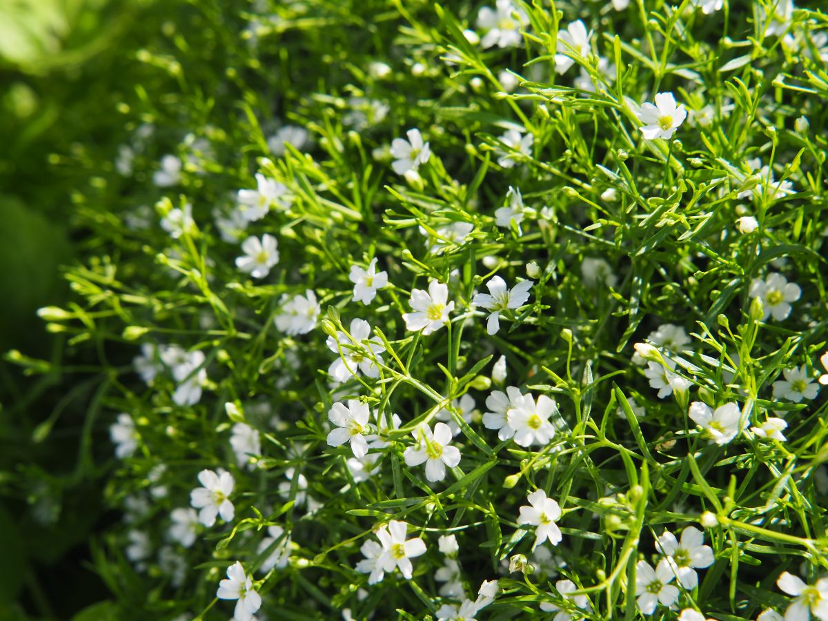 White baby's breath plant