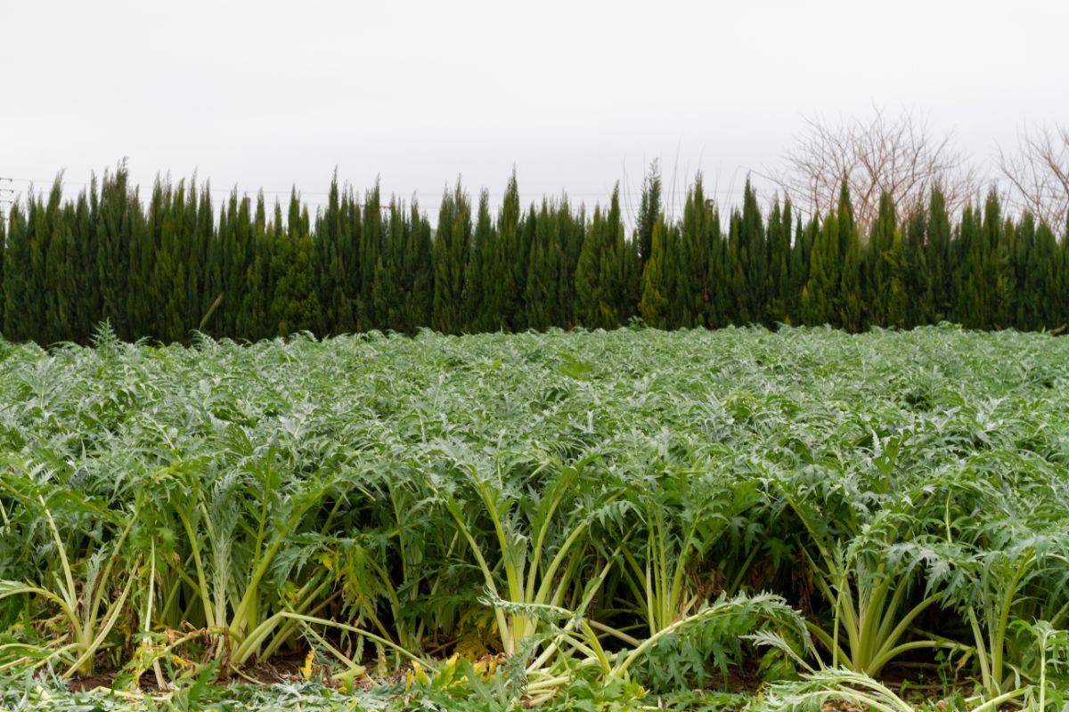 A field of cardoons for eating