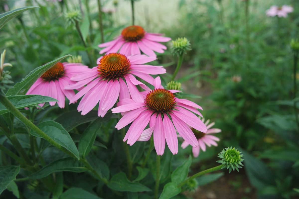 Pink echinacea flowers