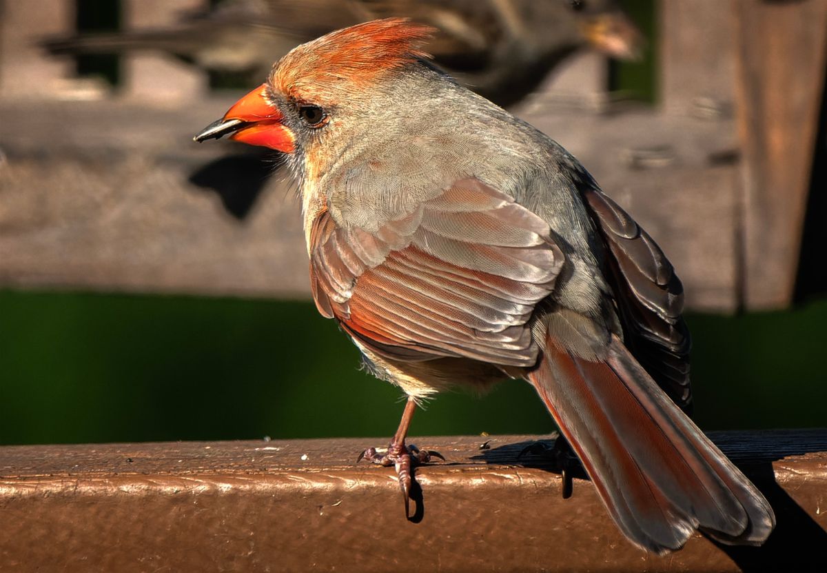A female cardinal on a rail