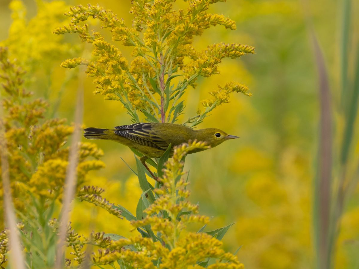 A goldfinch on a stalk of goldenrod