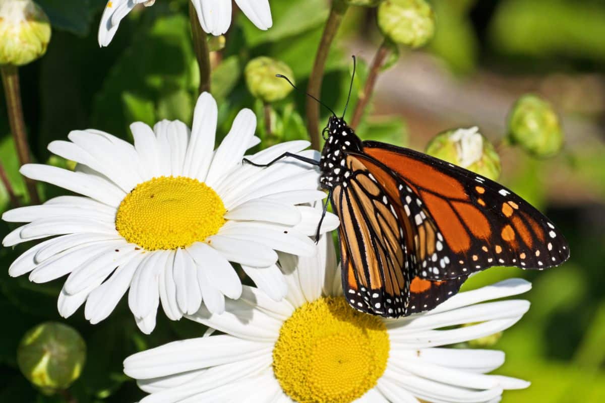 A butterfly on a Montauk daisy