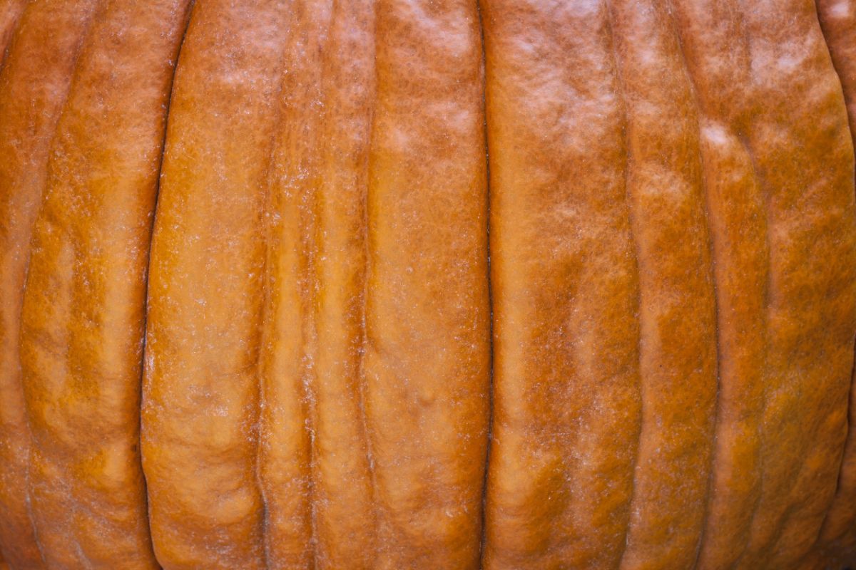 up close of a pumpkin rind