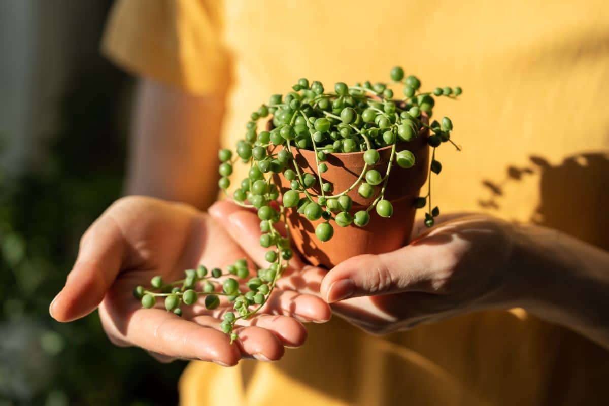 Holding a plant in the sunlight