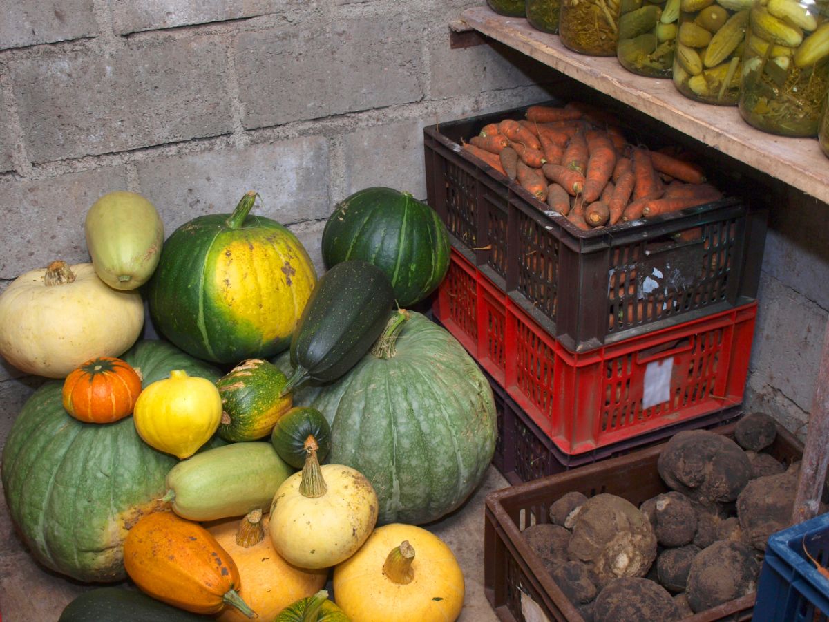 Squash and root vegetables in storage
