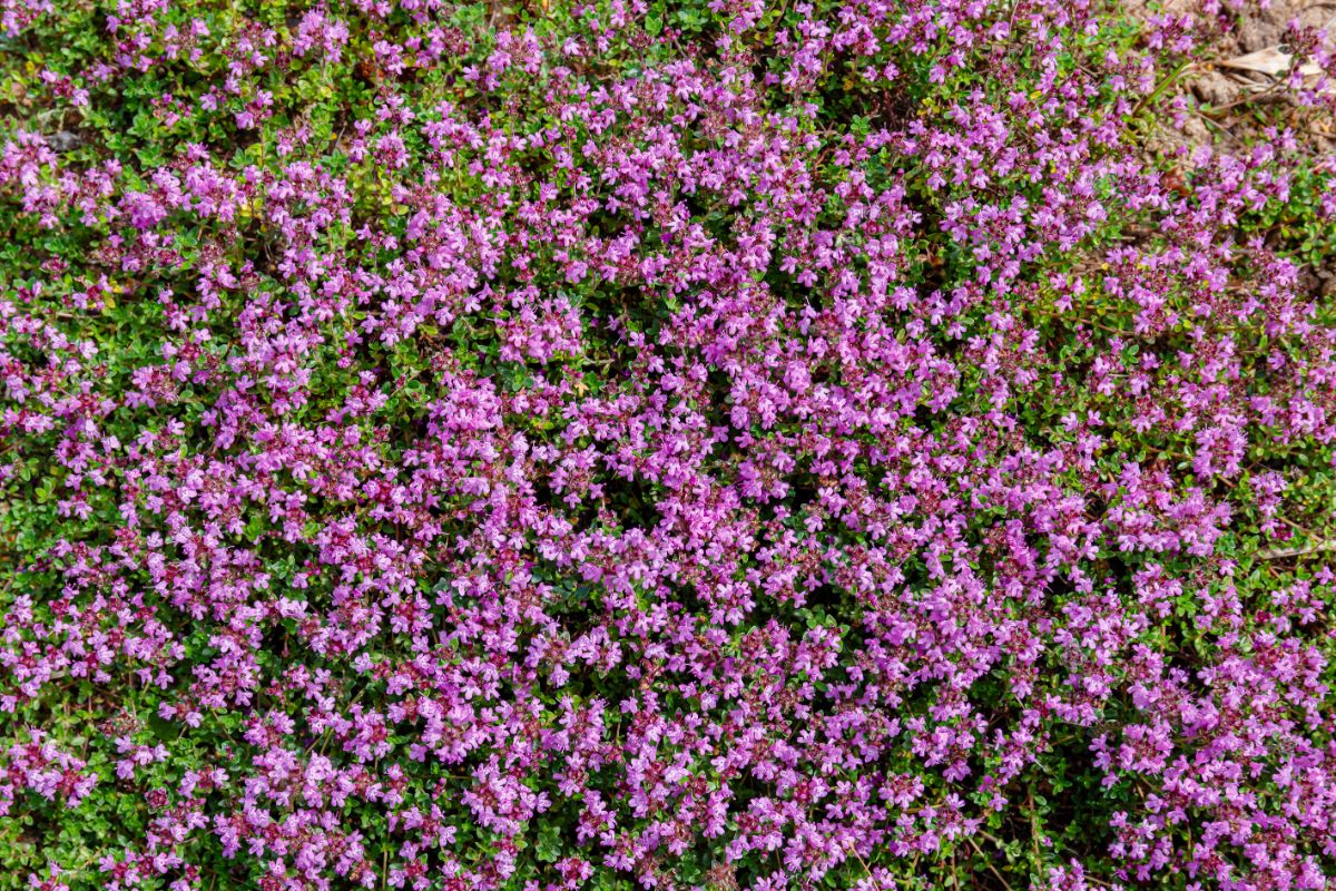 Purple flowering creeping thyme