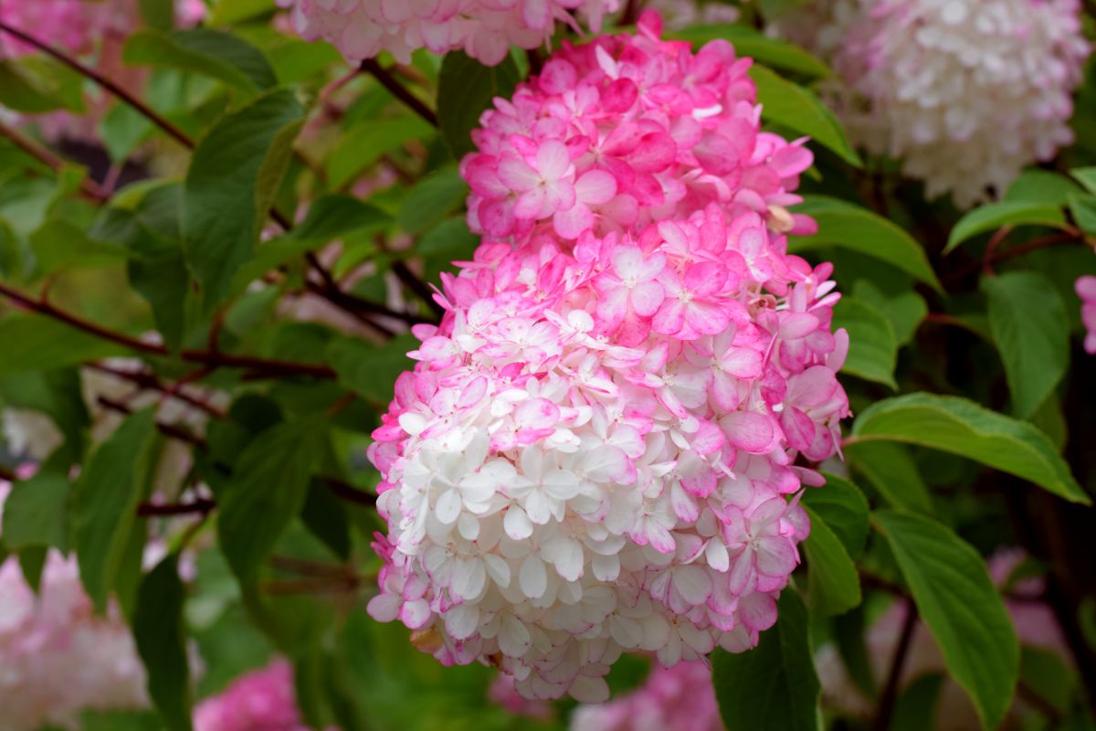 Pink to white flowers on Vanilla Strawberry hydrangea