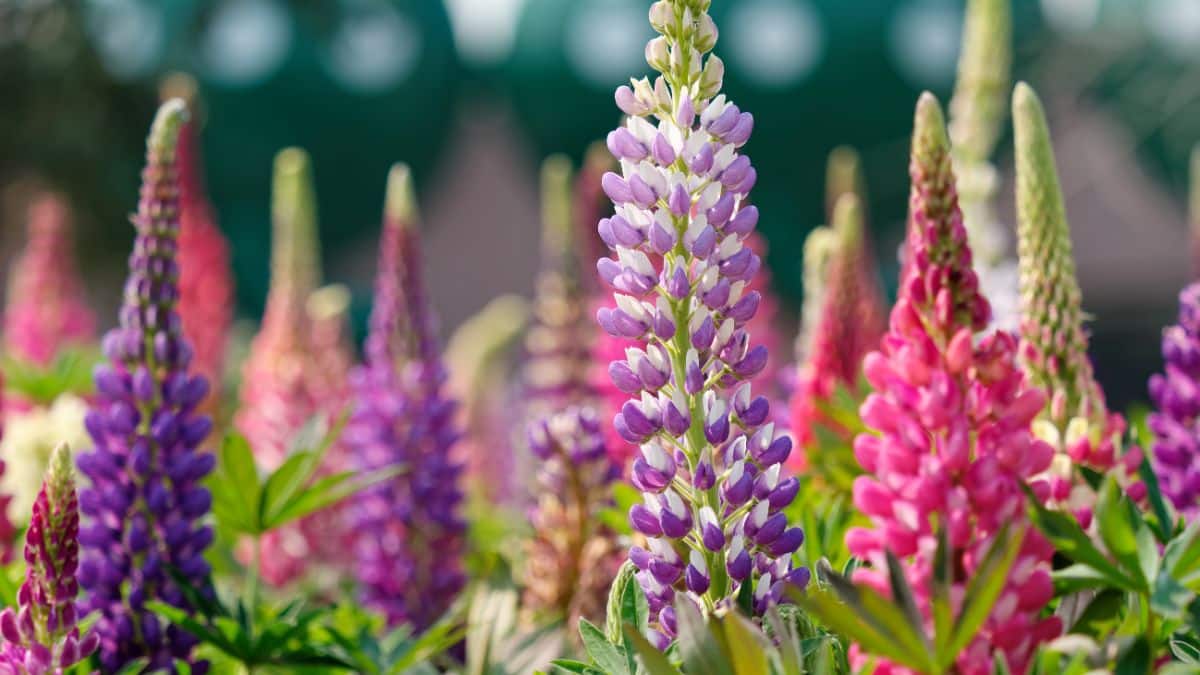 A stand of lupine plants in flower