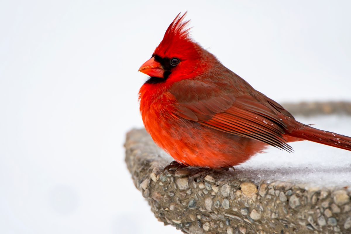 A cardinal on a bird bath in winter