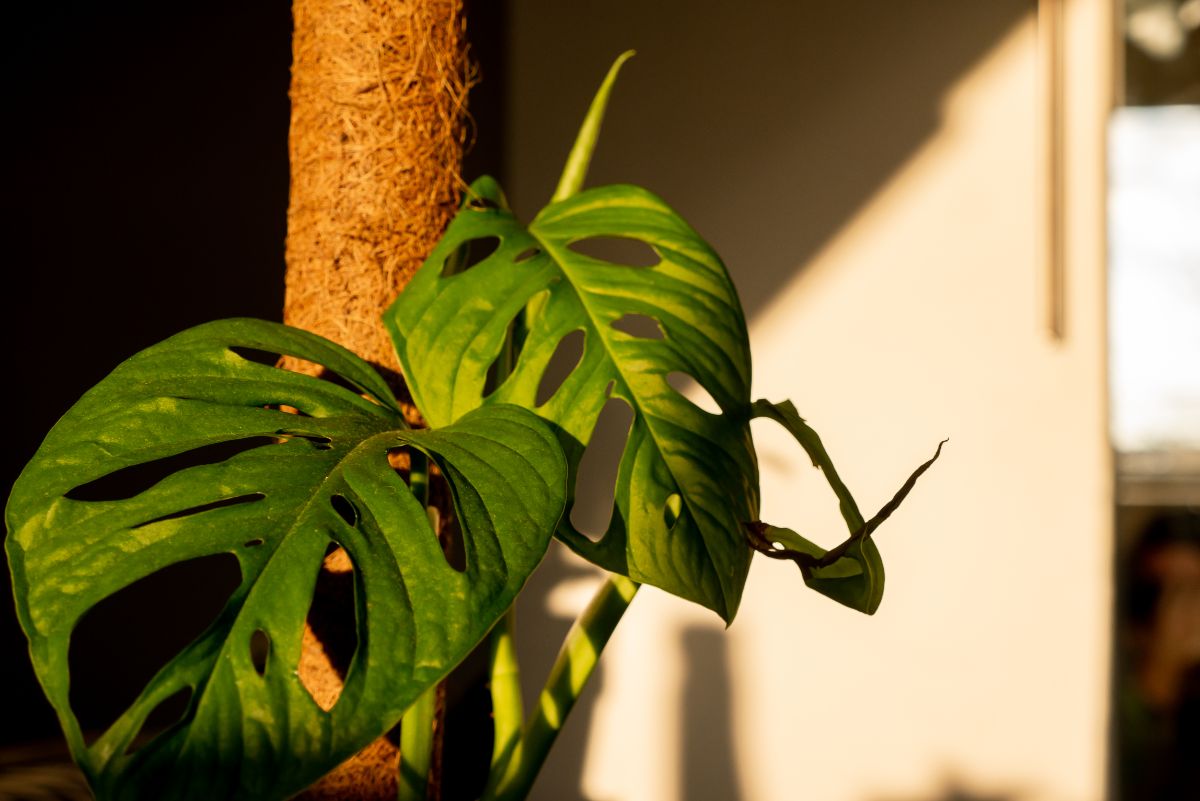 A tall houseplant needing support