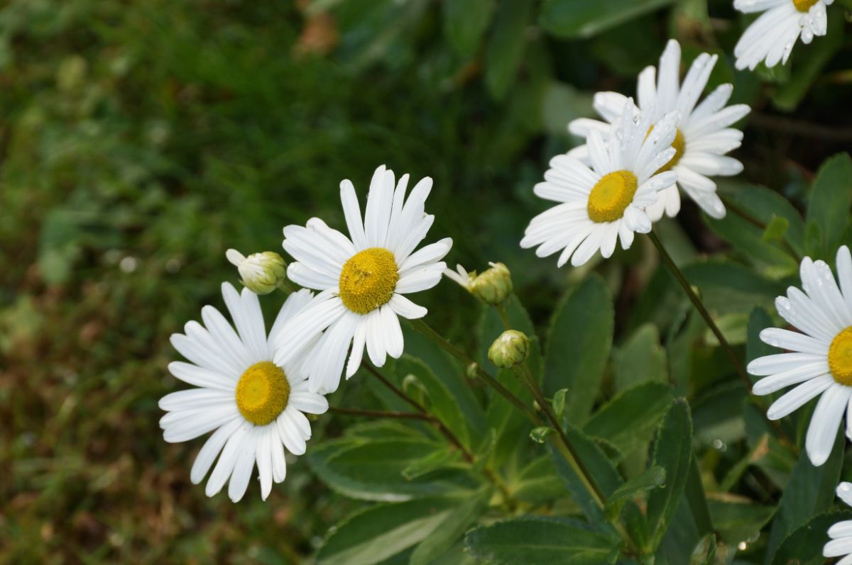 Nippon daisies in bloom