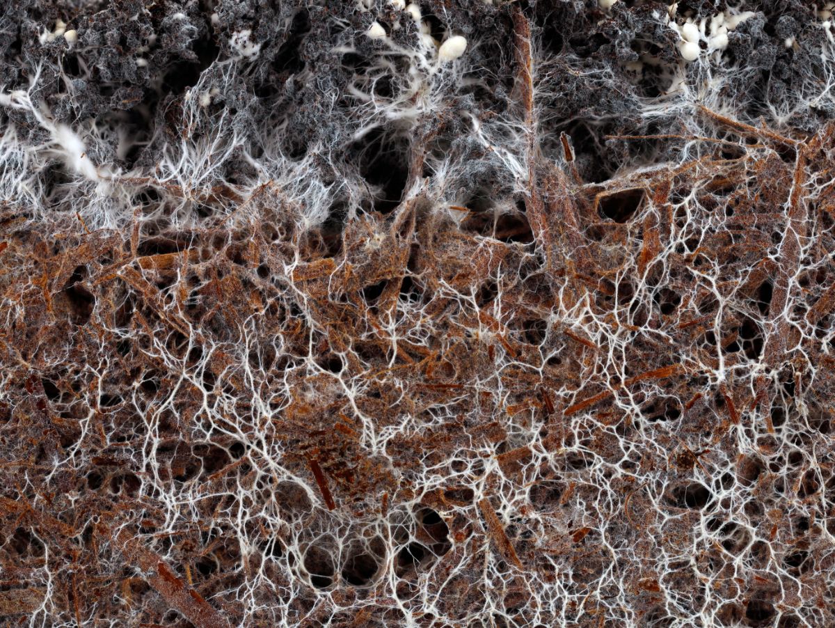 A web of mushroom mycelium growing under ground