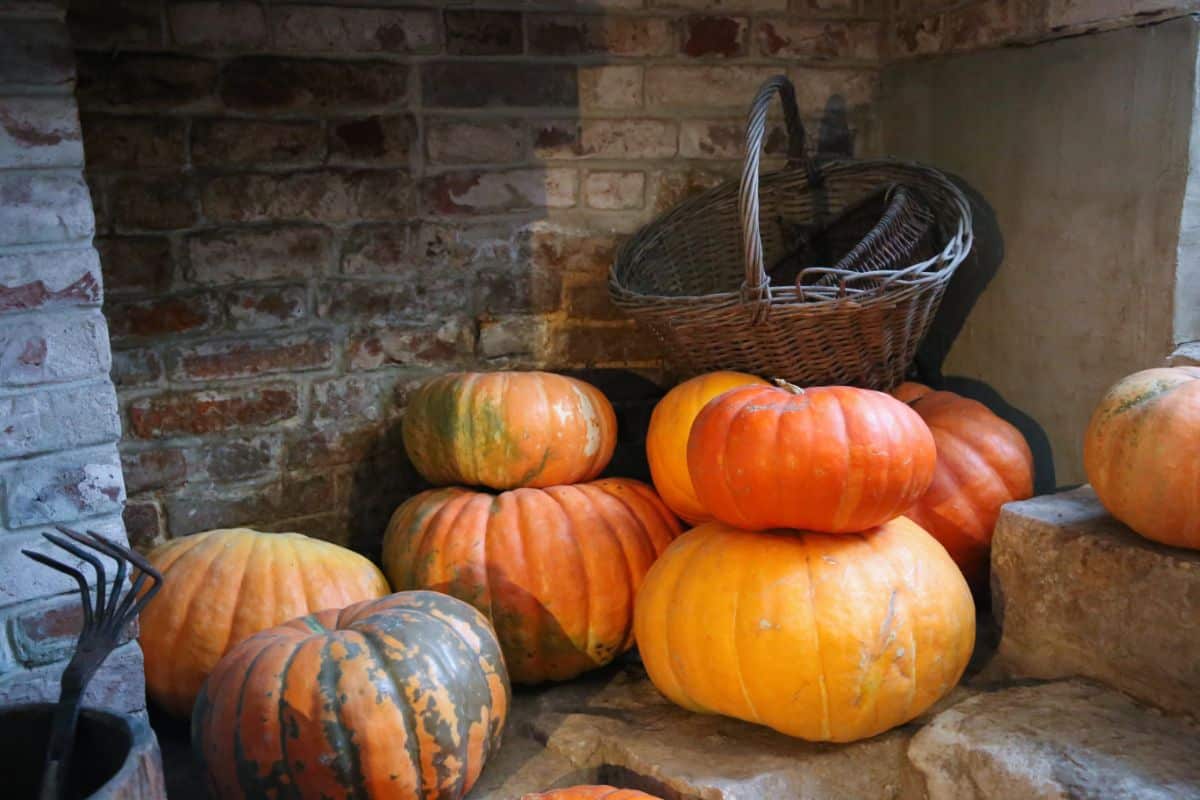 Pumpkins piled in a root cellar