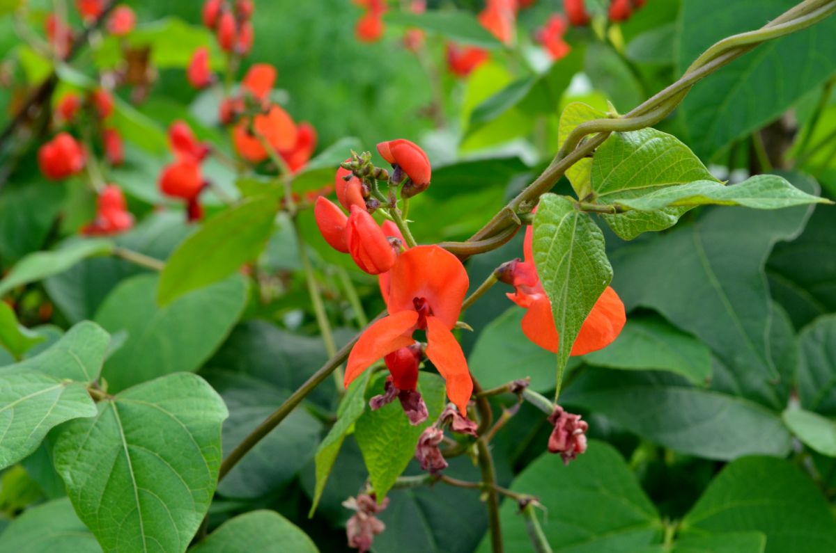 Scarlet runner beans in bloom