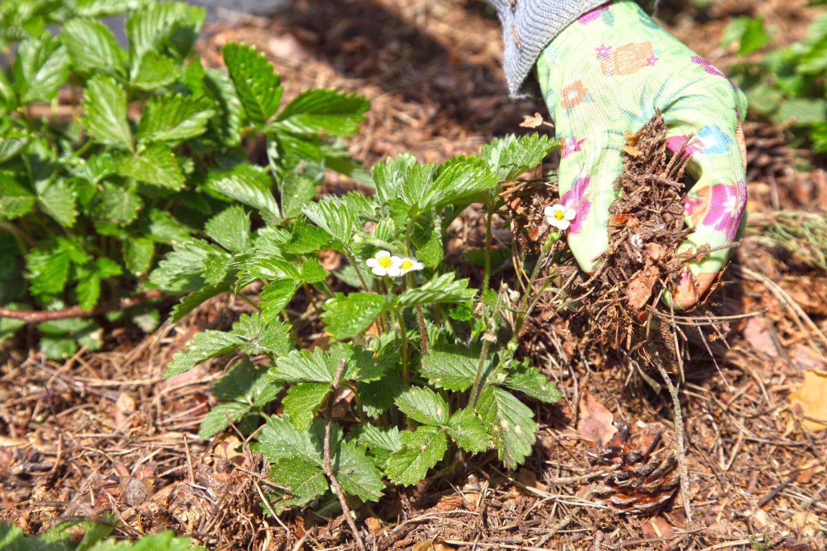 Chopped leaves used as garden mulch