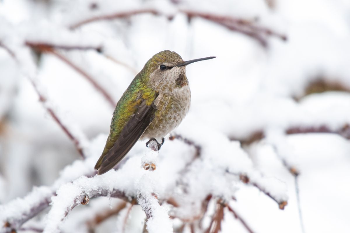 Anna's hummingbird in winter on snowy branches