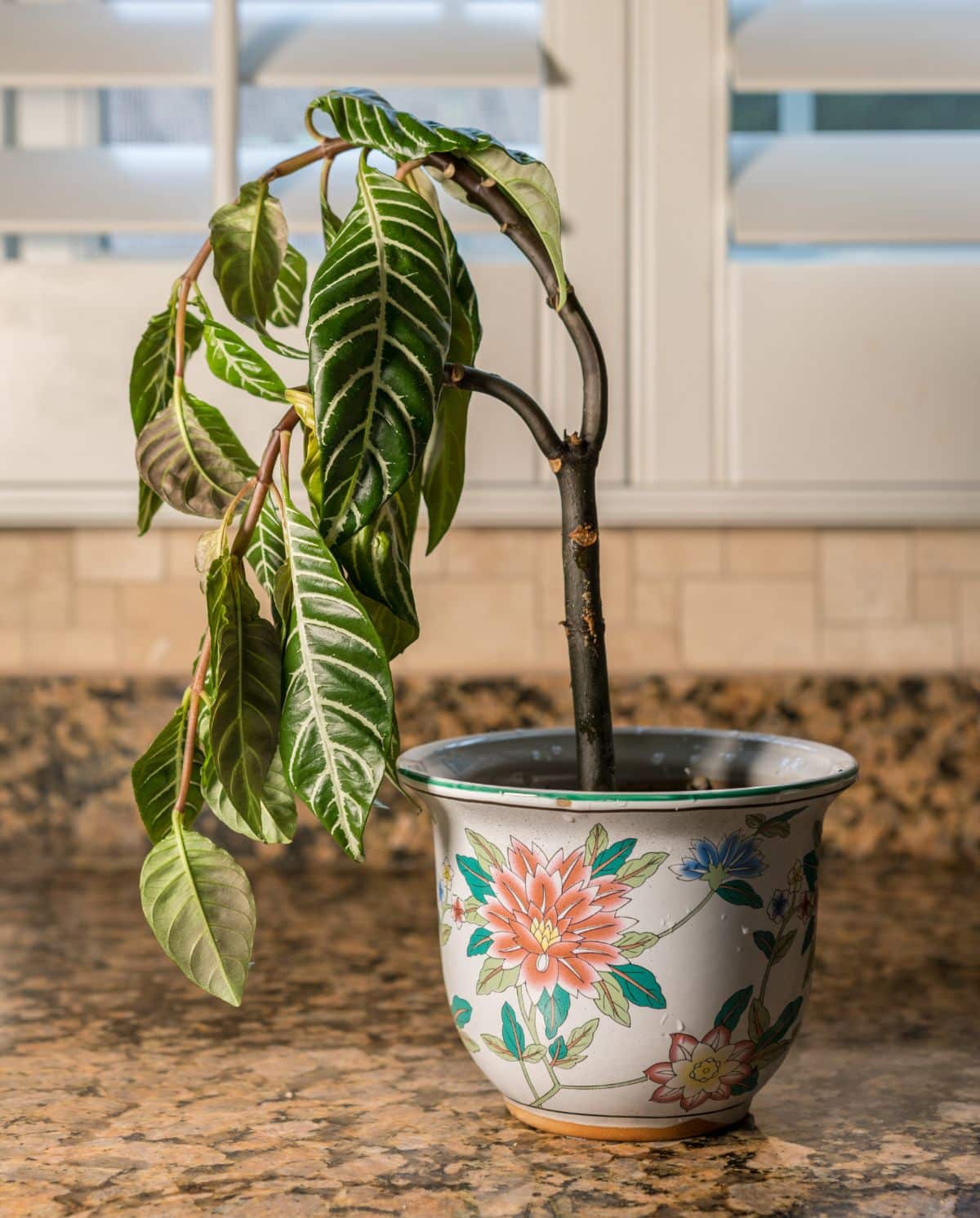 An overwatered drooping plant