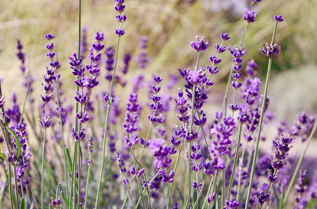 Lavender in bloom