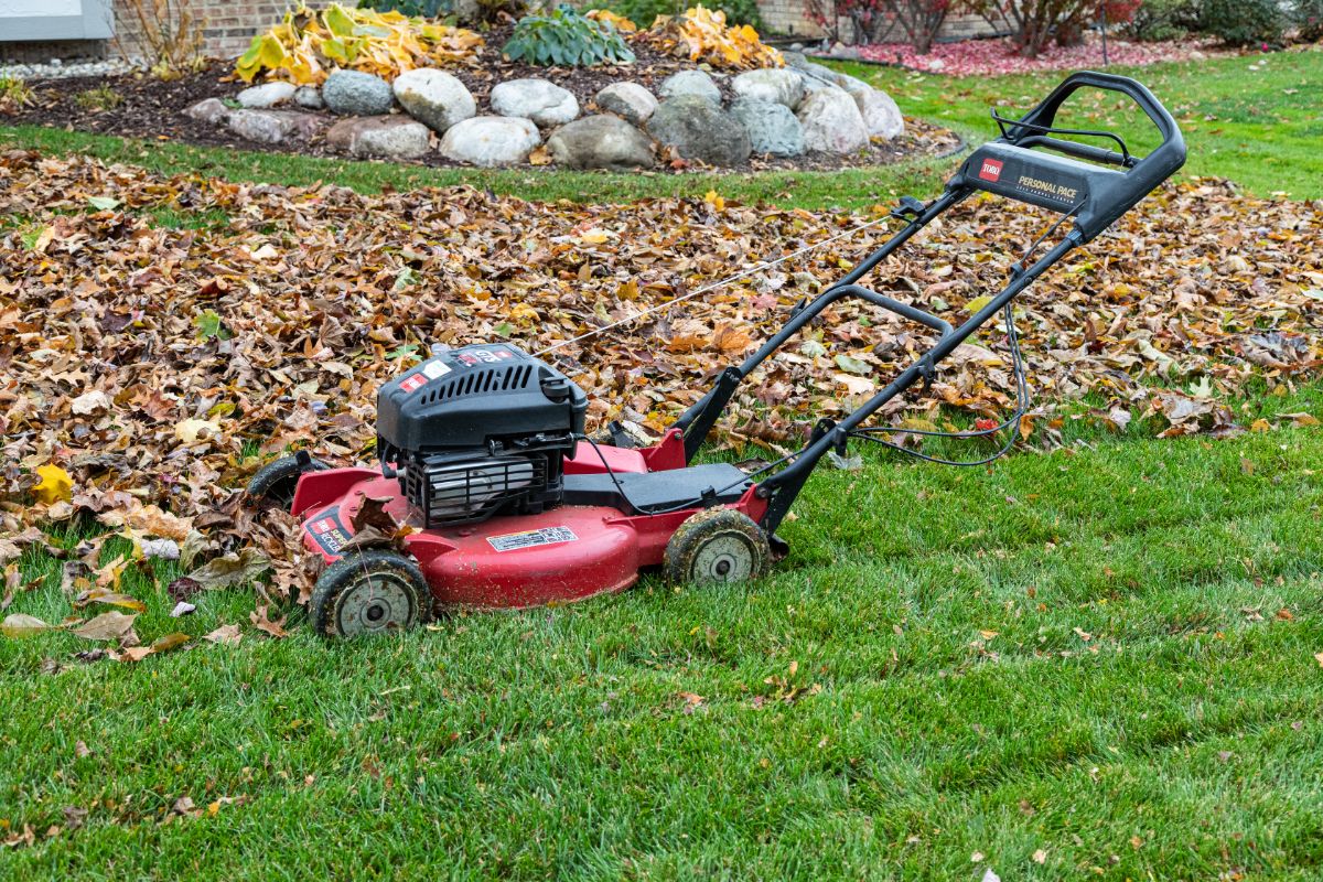 Chopping up leaves with a lawnmower