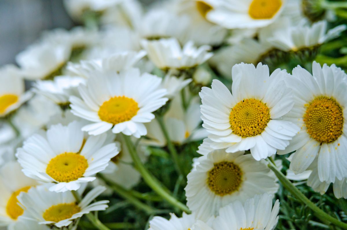 Montauk daisies opening up